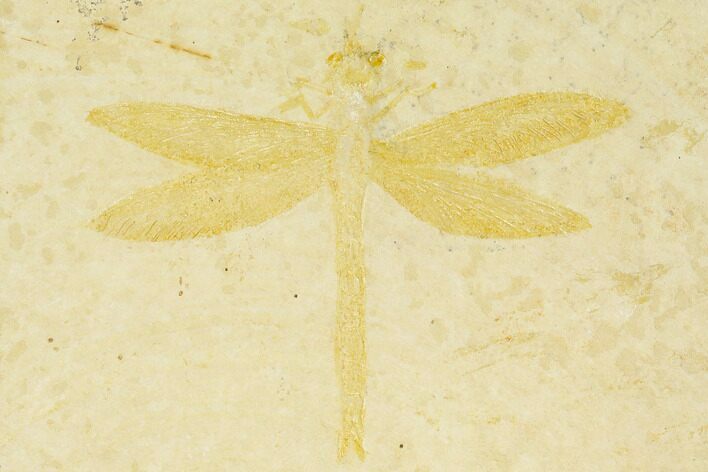 Fossil Dragonfly (Mesuropetala) - Solnhofen Limestone #143786